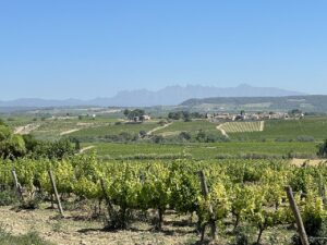 Penedes region of Spain view of the vineyards