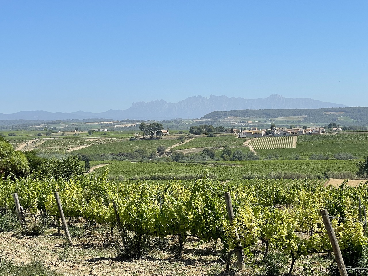 Penedes region of Spain view of the vineyards