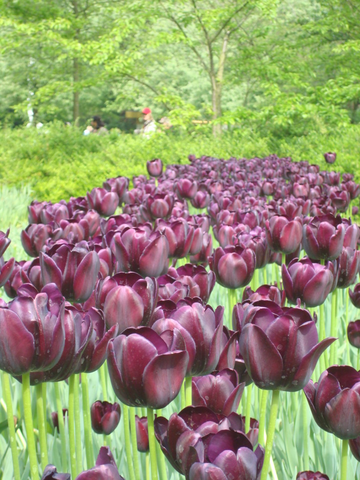 Purple Tulips at Keukenhof Gardens Amsterdam