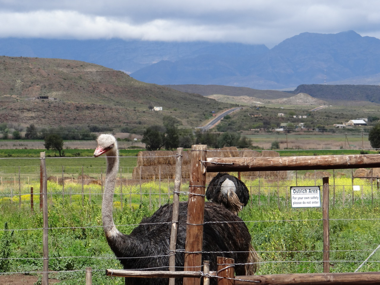 Ostrich Farm South Africa